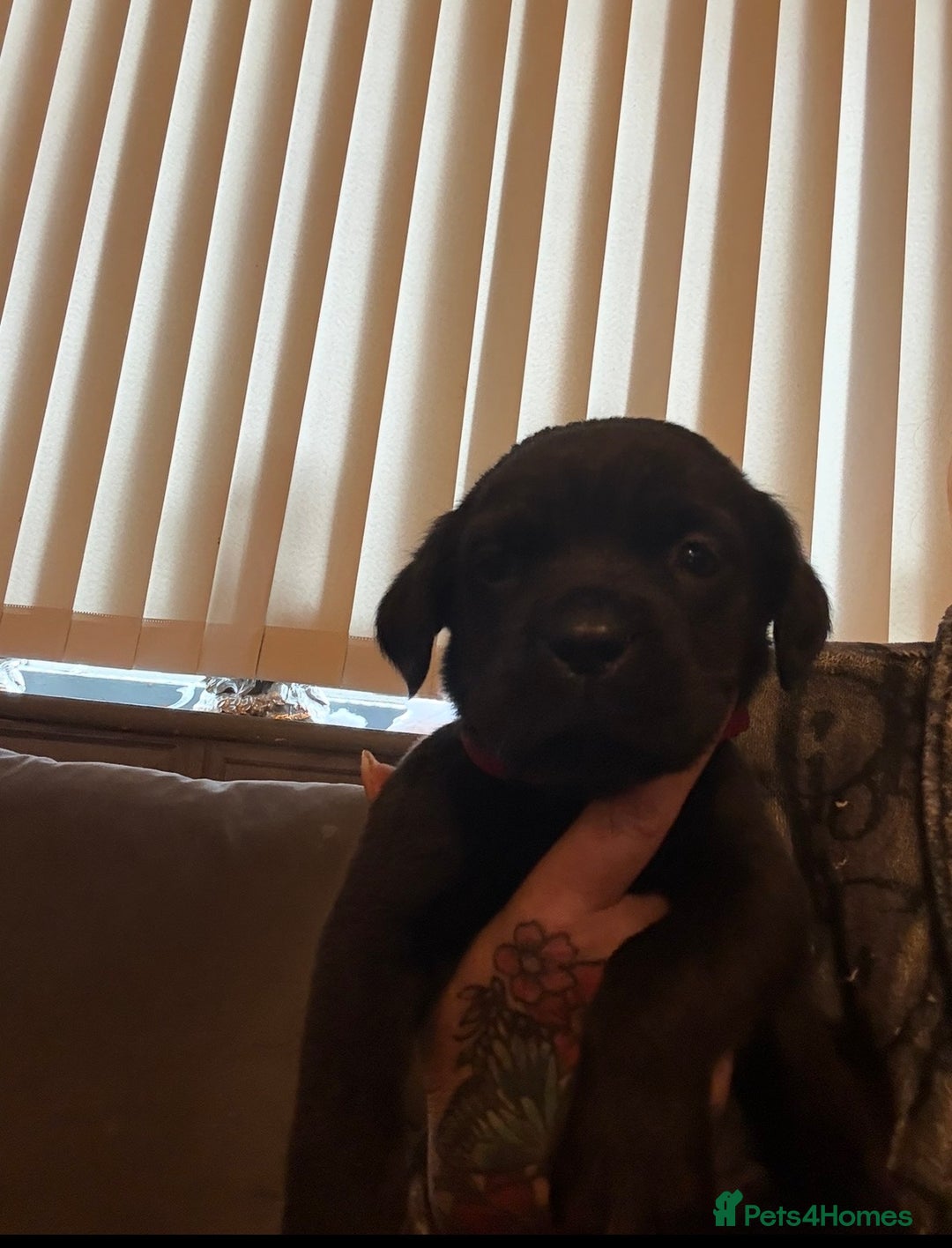 Cane Corso dogs for sale: Cane Corso puppies - Advert 13