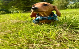 Miniature Dachshund dogs for sale: BEAUTIFUL KC REG & PRA CLEAR MINIS - 0% inbreeding - Image 13