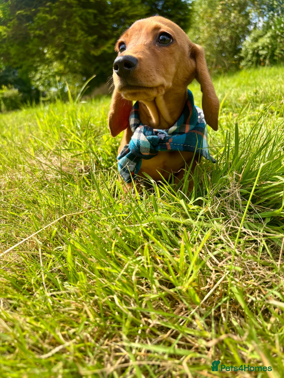Miniature Dachshund dogs for sale: BEAUTIFUL KC REG & PRA CLEAR MINIS - 0% inbreeding - Image 13
