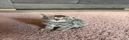 Bengal cats for sale: Bengal cross kittens  - Advert 4