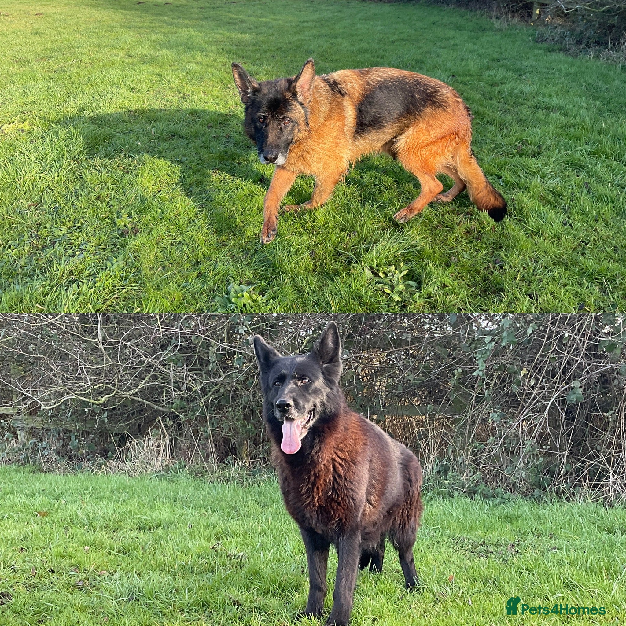 German Shepherd dogs 2 retired bitches looking for a loving home  - Advert 1