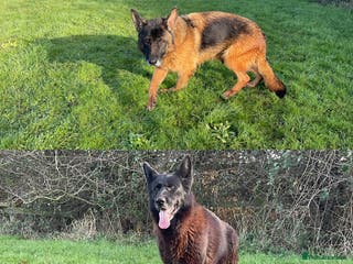 German Shepherd dogs 2 retired bitches looking for a loving home - Advert 2
