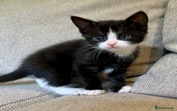 Mixed Breed cats for sale: 5 Beautiful fluffy kittens ready to be re-homed ❤️ - Image 17