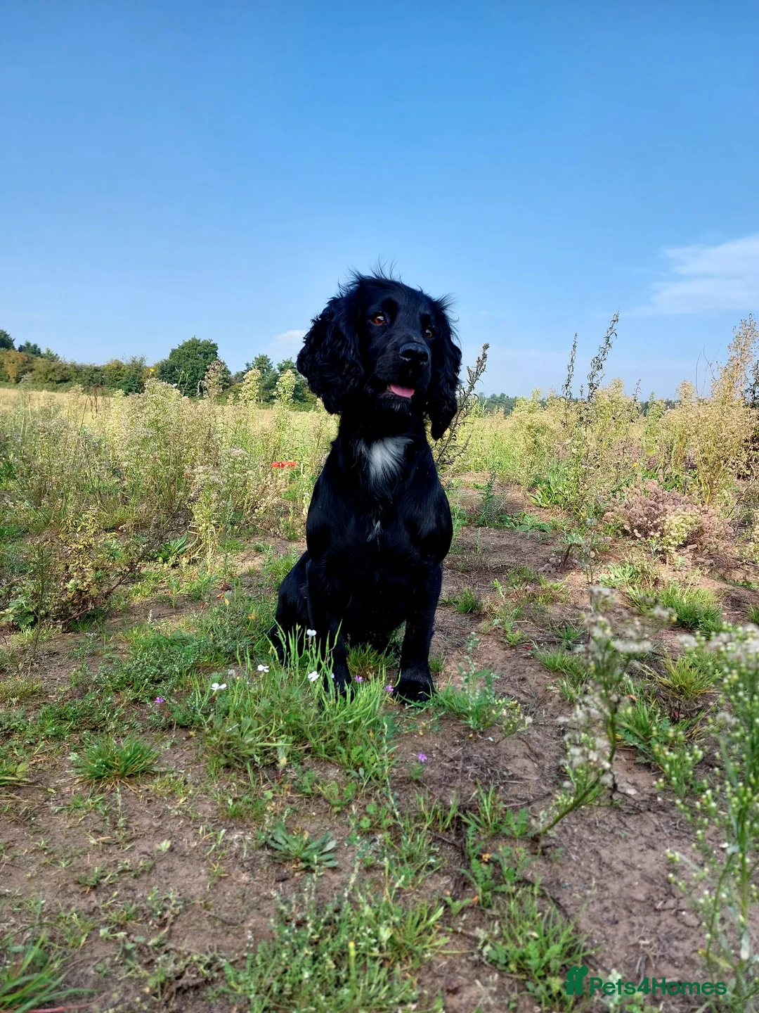 Cocker Spaniel dogs for stud: FTAW fully health tested working cocker stud in Leven - Advert 9