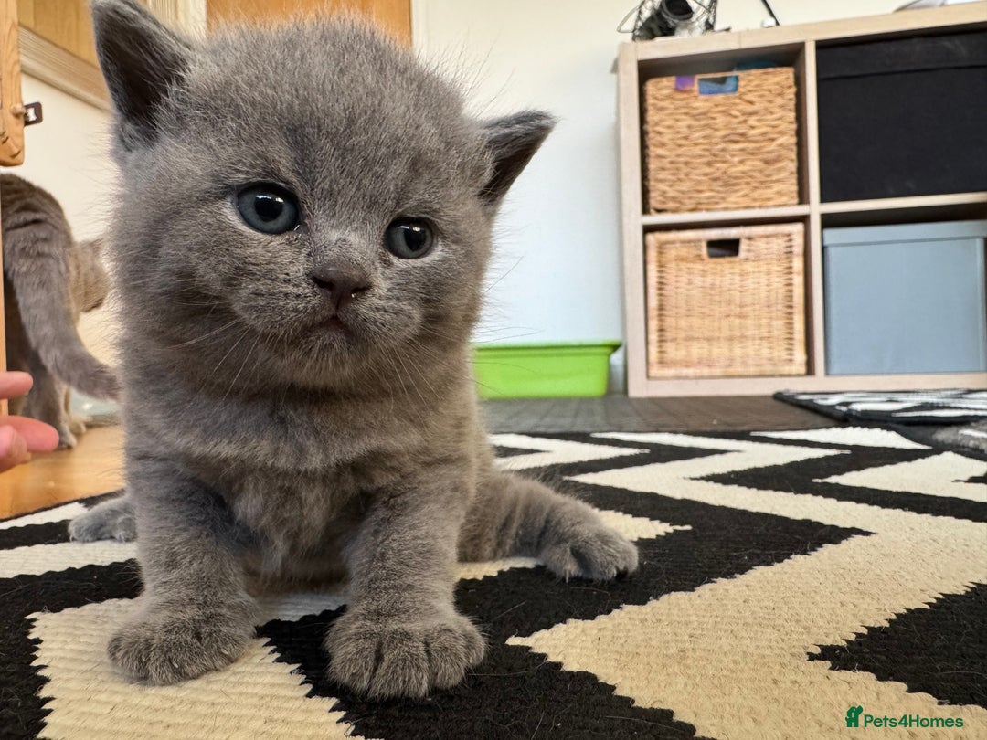 British Shorthair cats for sale: 💙 GCCF British Blue Boys – Ready Soon 💙 - Image 11