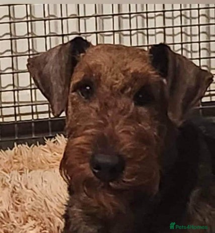 Airedale Terrier dogs in Nuneaton - Advert 1