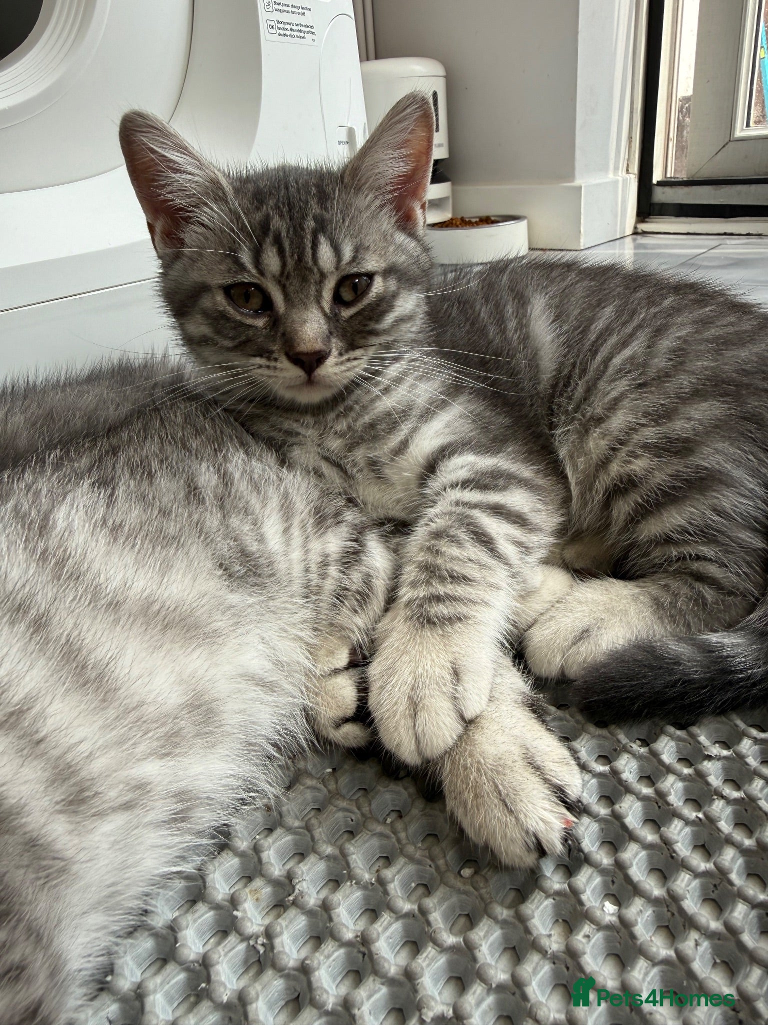 British Shorthair cats Beautiful Scottish Fold&Straight –Silver tabby’s  - Advert 10