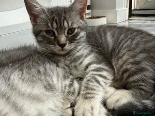 British Shorthair cats Beautiful Scottish Fold&Straight –Silver tabby’s - Advert 10