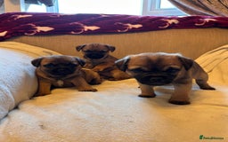 Border Terrier dogs for sale: Border terrier puppies for sale  - Image 10