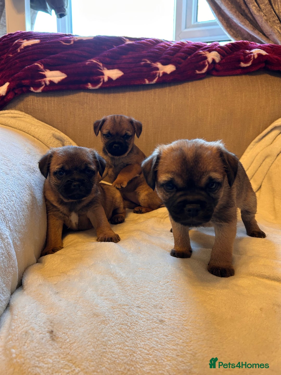 Border Terrier dogs for sale: Border terrier puppies for sale  - Image 10