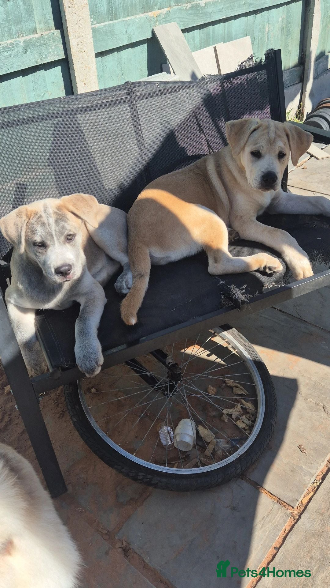 Mixed Breed dogs 3 Cane Corso female x Husky male - Advert 2