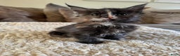 Maine Coon cats for sale: Stunning Maine coon kittens  - Advert 2