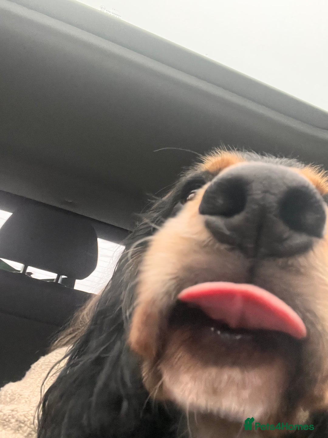 Cocker Spaniel dogs for sale: Ralph the Cocker Spaniel  - Advert 11