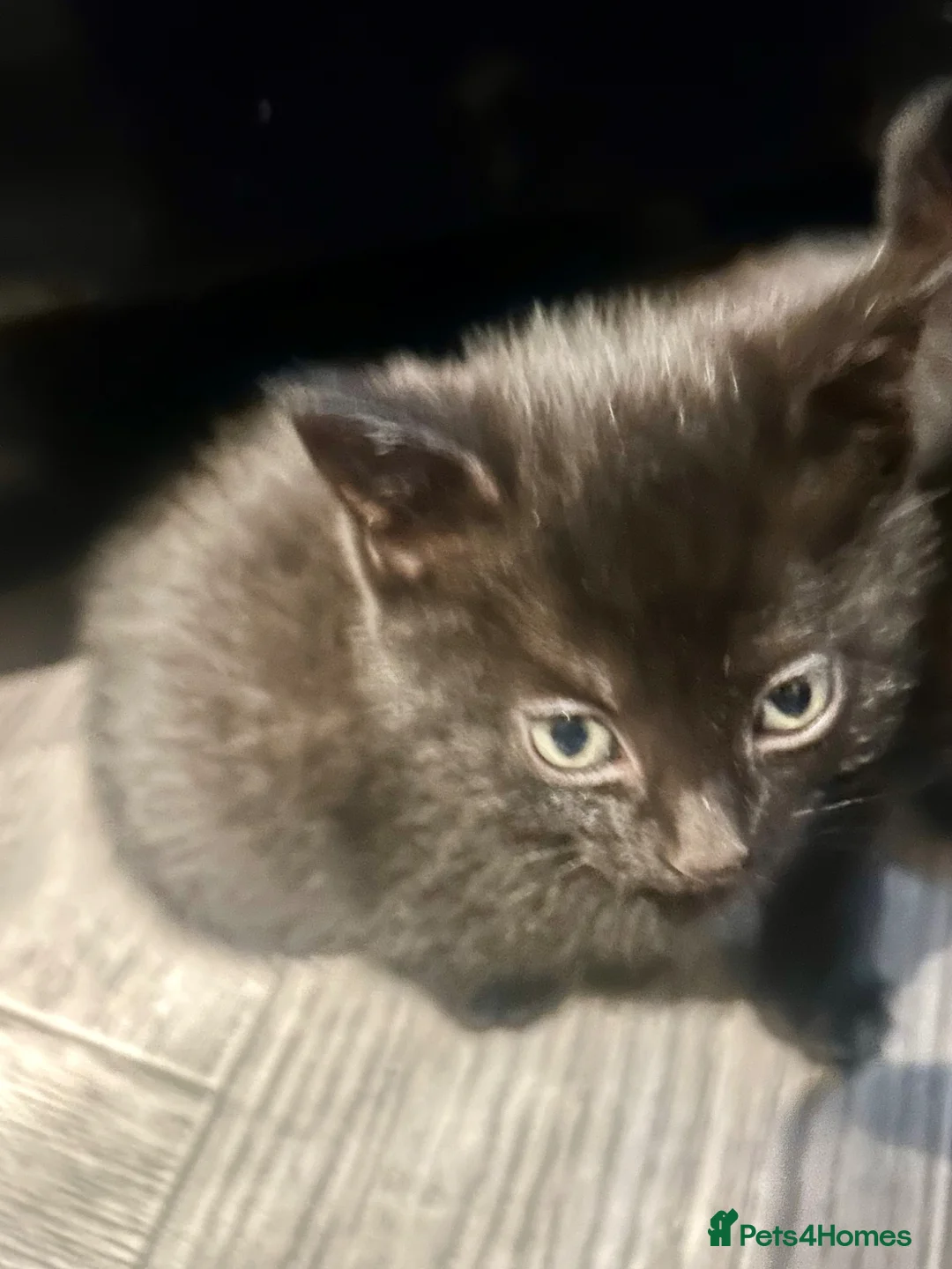 Mixed Breed cats for sale: Gorgeous kittens  - Advert 18