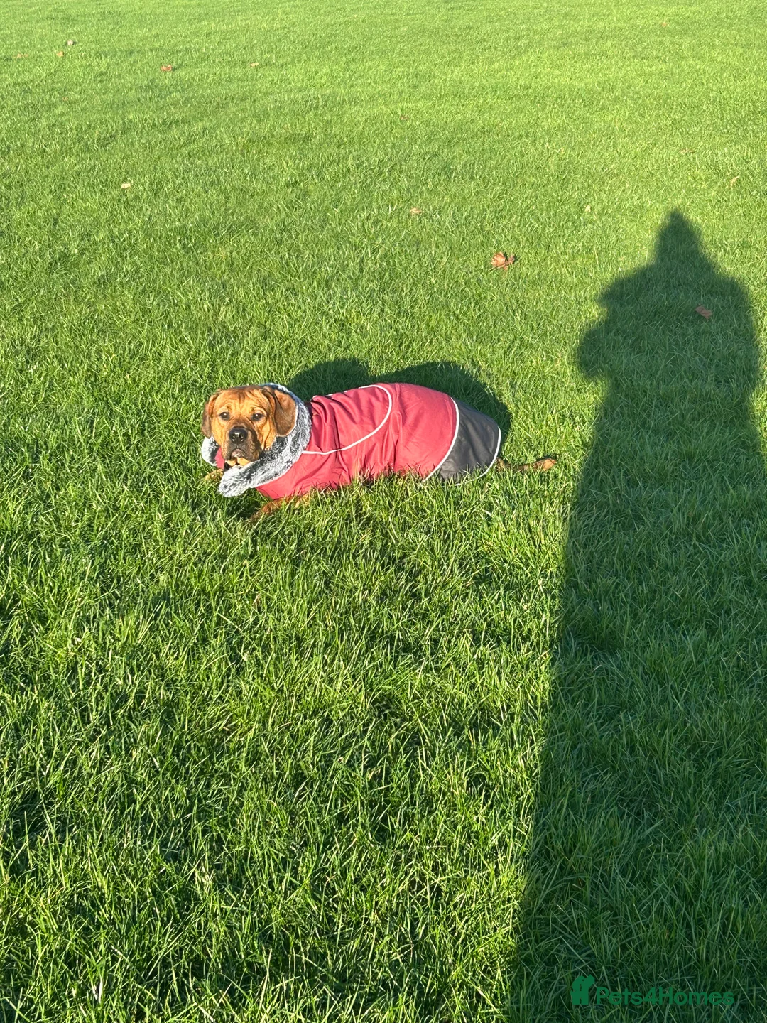 Mixed Breed dogs for sale: 10month old chunk of love - Advert 4