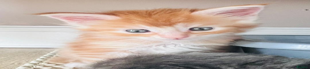 Maine Coon Kitten 5