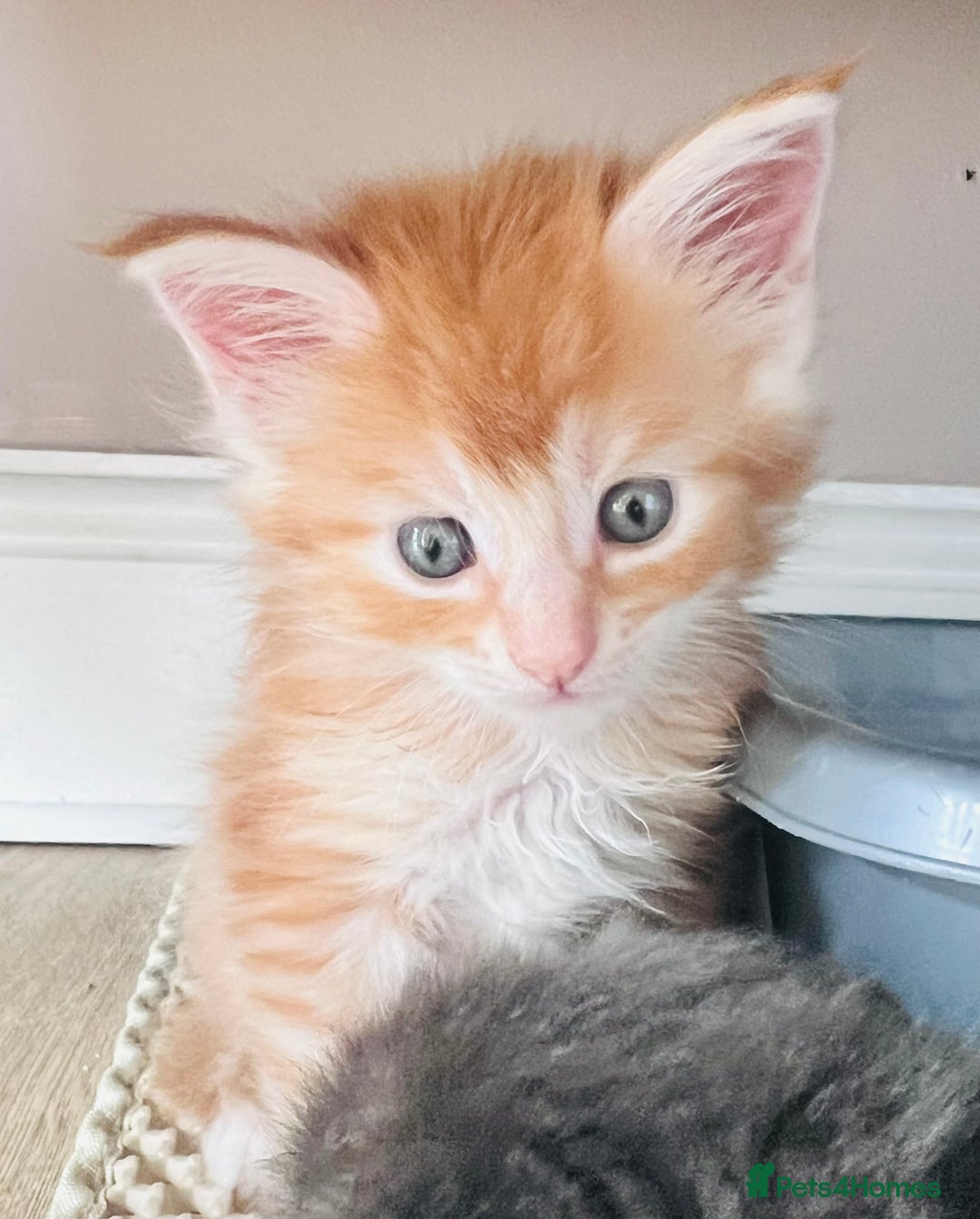 Maine Coon cats for sale: Beautiful Maine Coon babies - Image 1