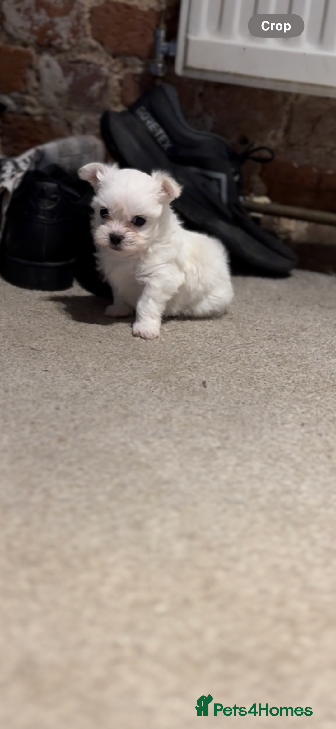 Morkie dogs for sale: Beautiful fluffy maltese - Advert 8