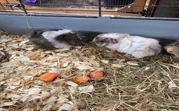 Guinea Pig rodents for sale: Lots of lovely baby guinea pigs - Image 6