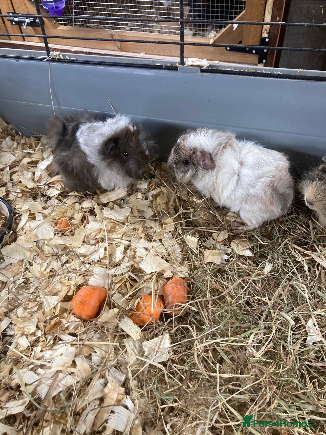 Guinea Pig rodents for sale: Lots of lovely baby guinea pigs - Image 6