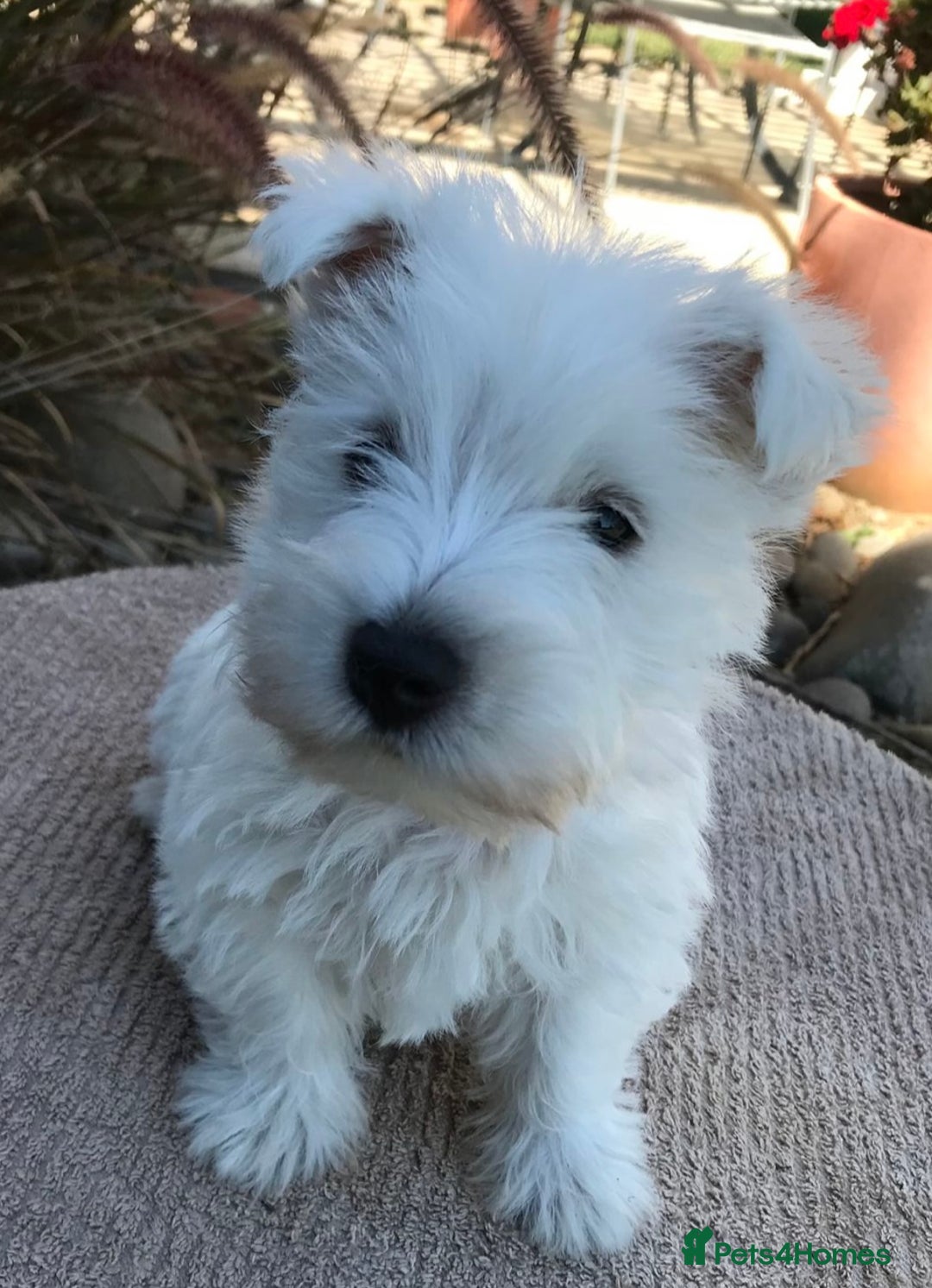 West Highland Terrier dogs for sale: KC Reg & Health Tested West Highland Terrier Pups - Advert 4