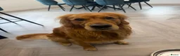 Golden Retriever dogs for stud: HANDSOME DARK GOLDEN RETRIEVER STUD-PICK OF LITTER - Advert 3