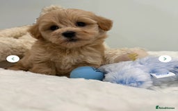 Maltipoo dogs for sale: 5 girls. fully DNA & health tested clear parents.  - Advert 9