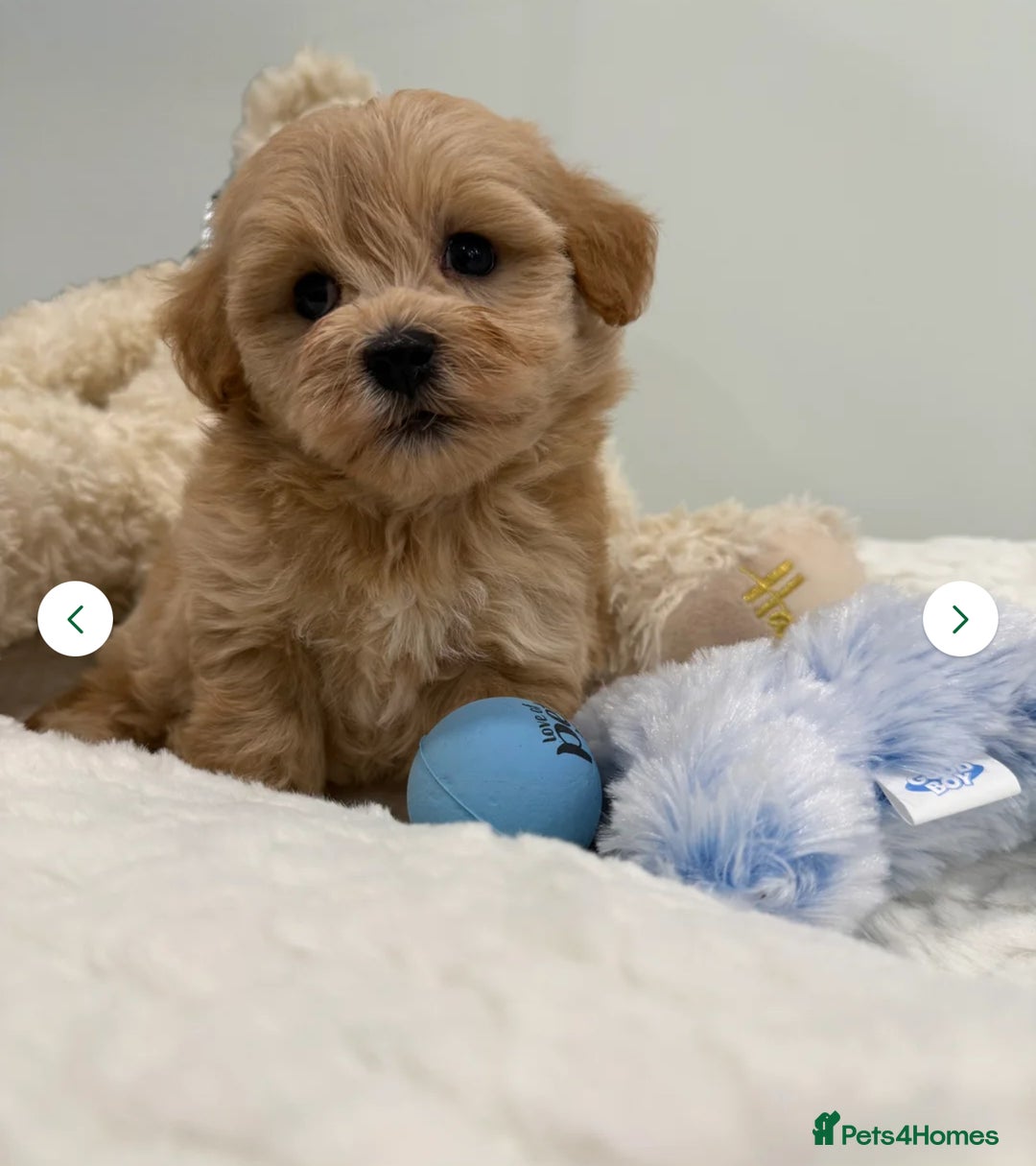 Maltipoo dogs for sale: 5 girls. fully DNA & health tested clear parents.  - Advert 9