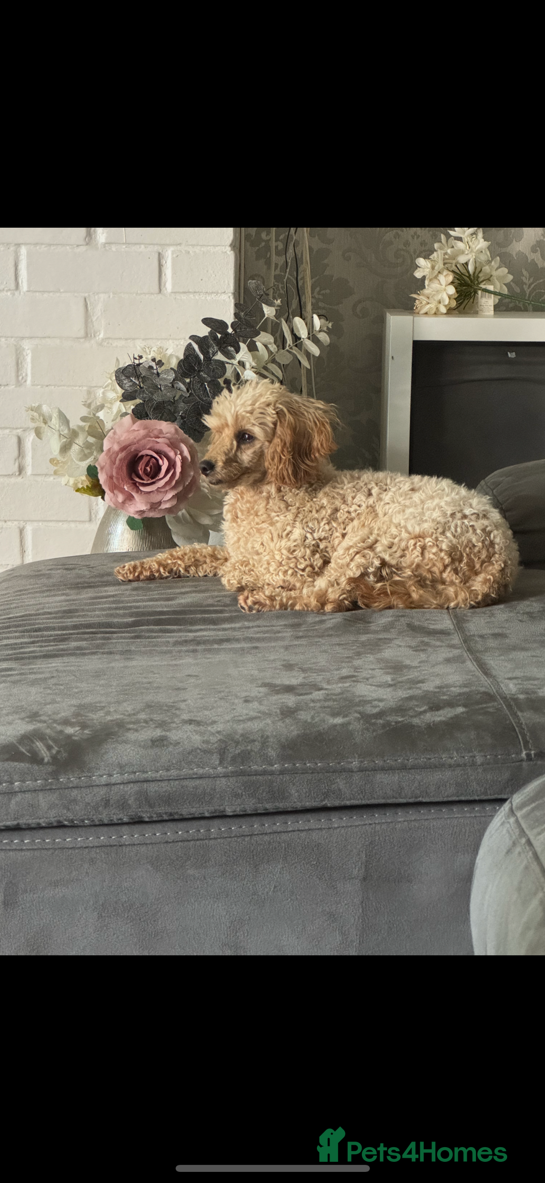 Toy Poodle dogs for sale: Stunning toy poodles  - Image 6
