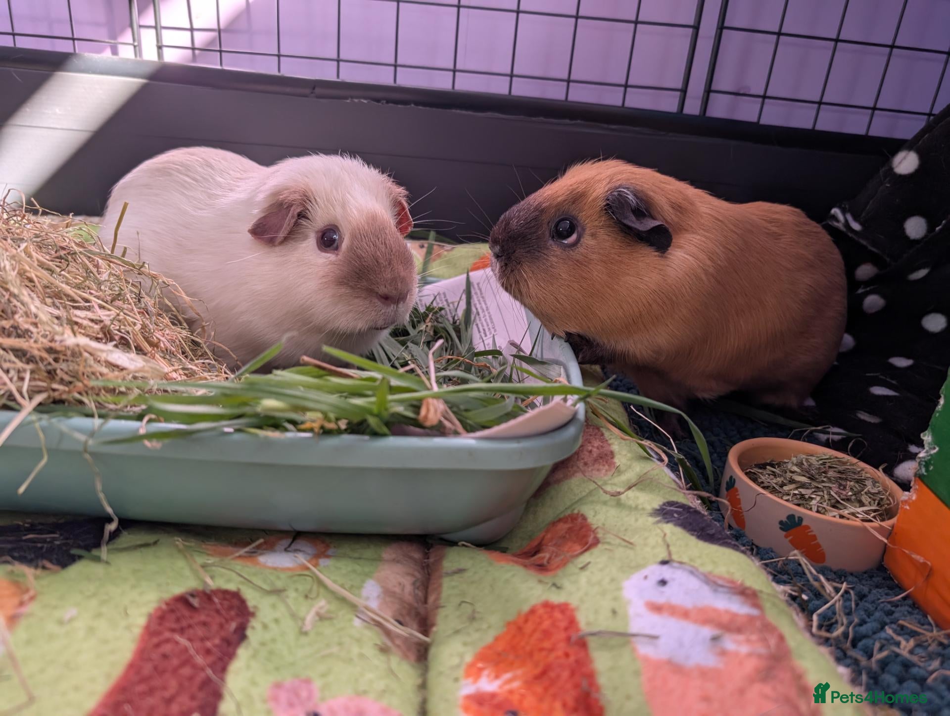Guinea Pig rodents for sale: 2 Guinea Pigs and full set up - Advert 1