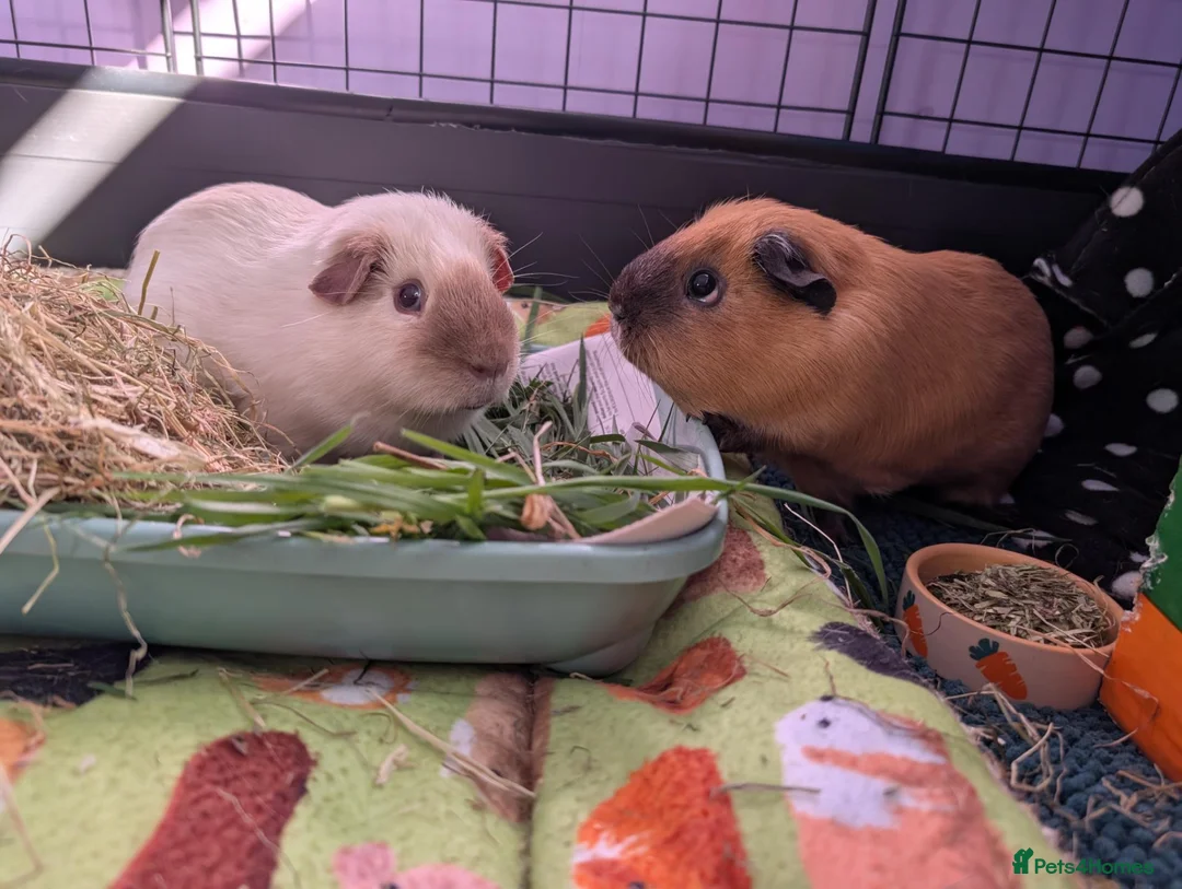 Guinea Pig rodents for sale: 2 Guinea Pigs and full set up - Advert 1