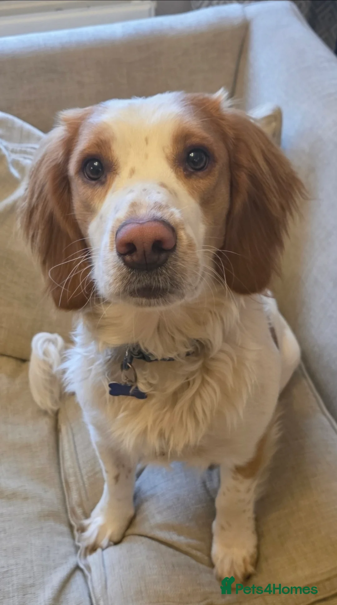 Bocker dogs for sale: Rosie and Bear - Advert 2