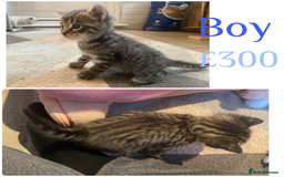 Mixed Breed cats for sale: Ragdoll x Tabbie - Image 3
