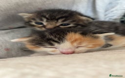 Mixed Breed cats for sale: 6 beautiful kittens - Image 2