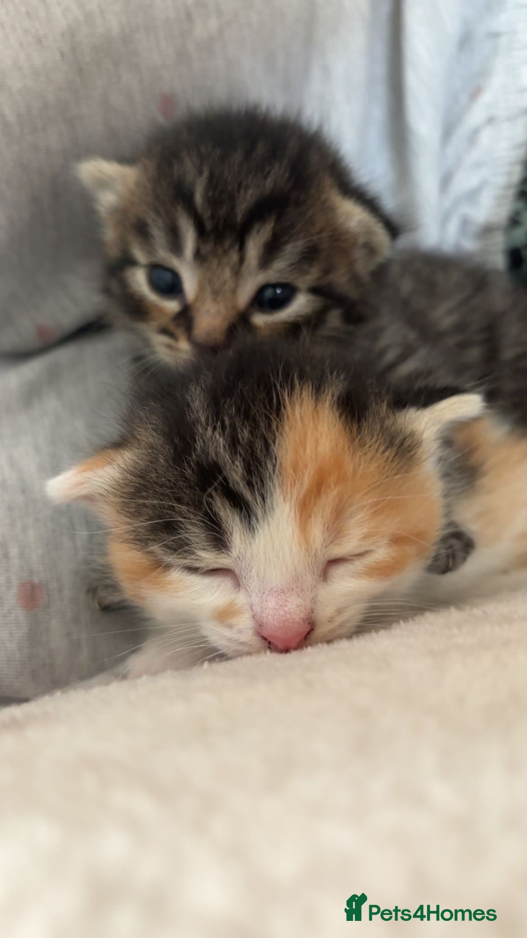 Mixed Breed cats for sale: 6 beautiful kittens - Image 2
