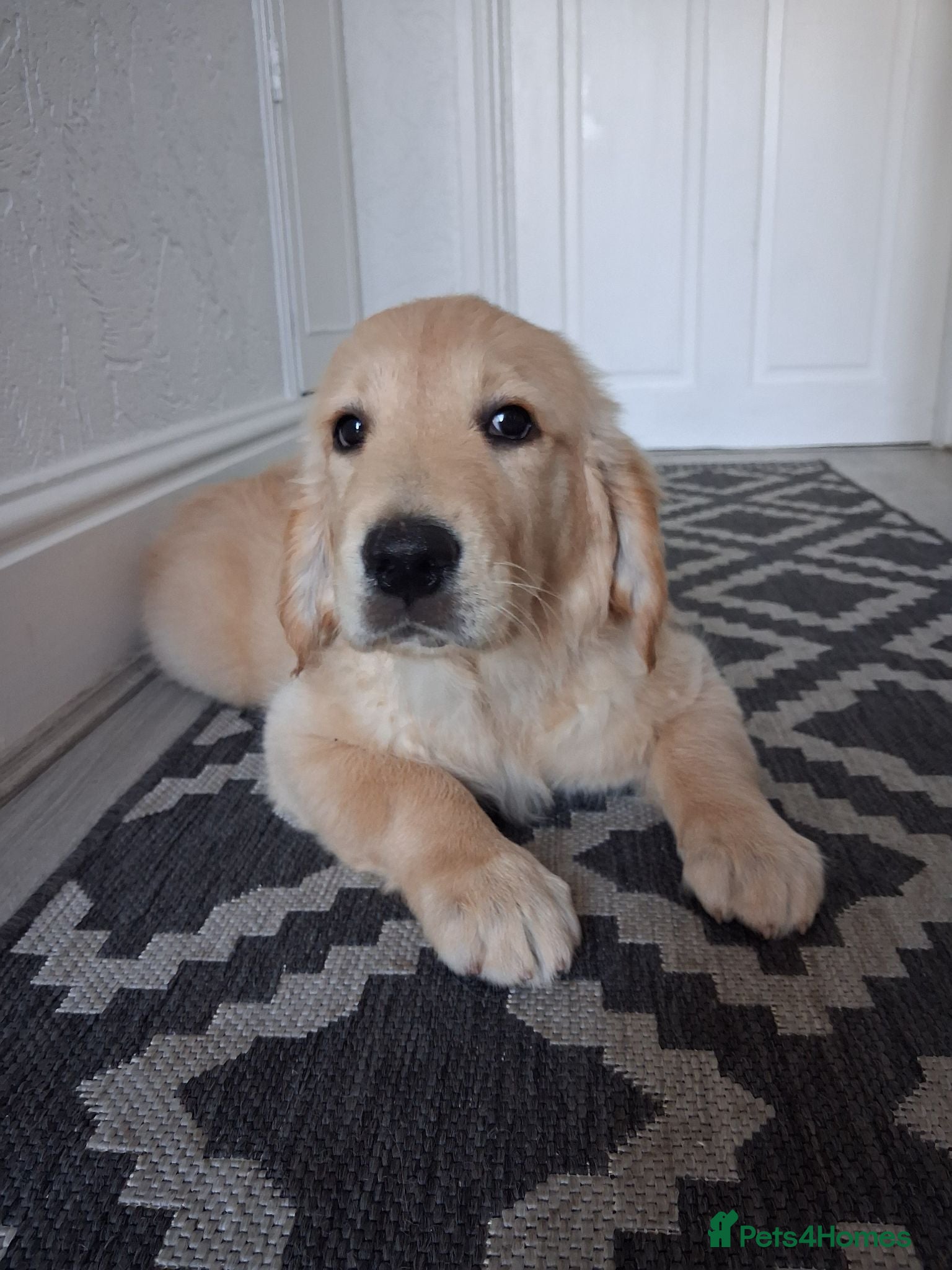 Golden Retriever dogs Only 1 KC girl ready for a new home! - Advert 4