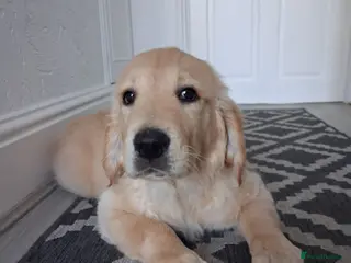 Golden Retriever dogs Only 1 KC girl ready for a new home! - Advert 4