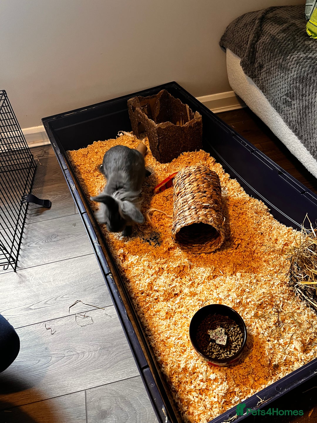 Lionhead rabbits for sale: Dutch x Lionhead  - Image 5