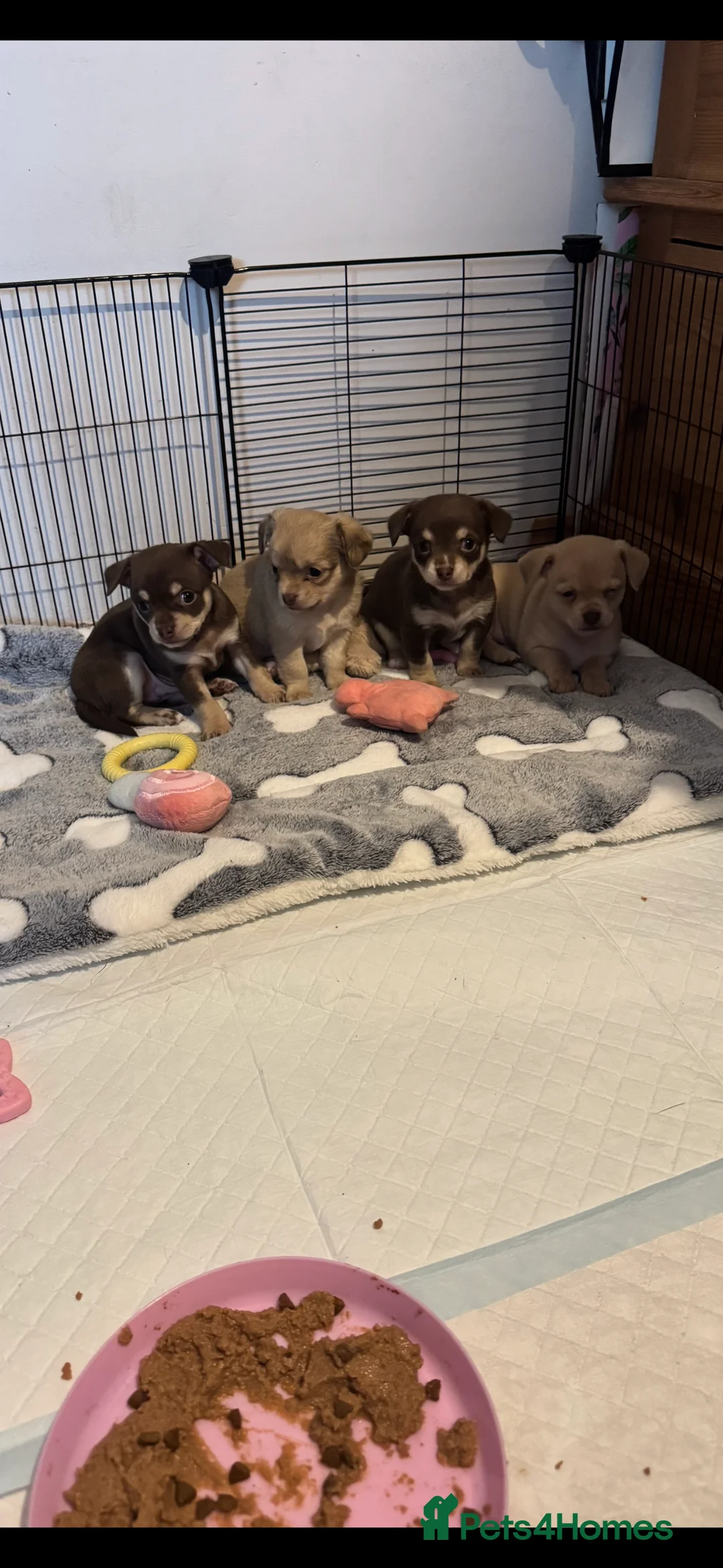 Chihuahua dogs for sale: Fluffy chihuahua girl 8 weeks old  - Advert 9