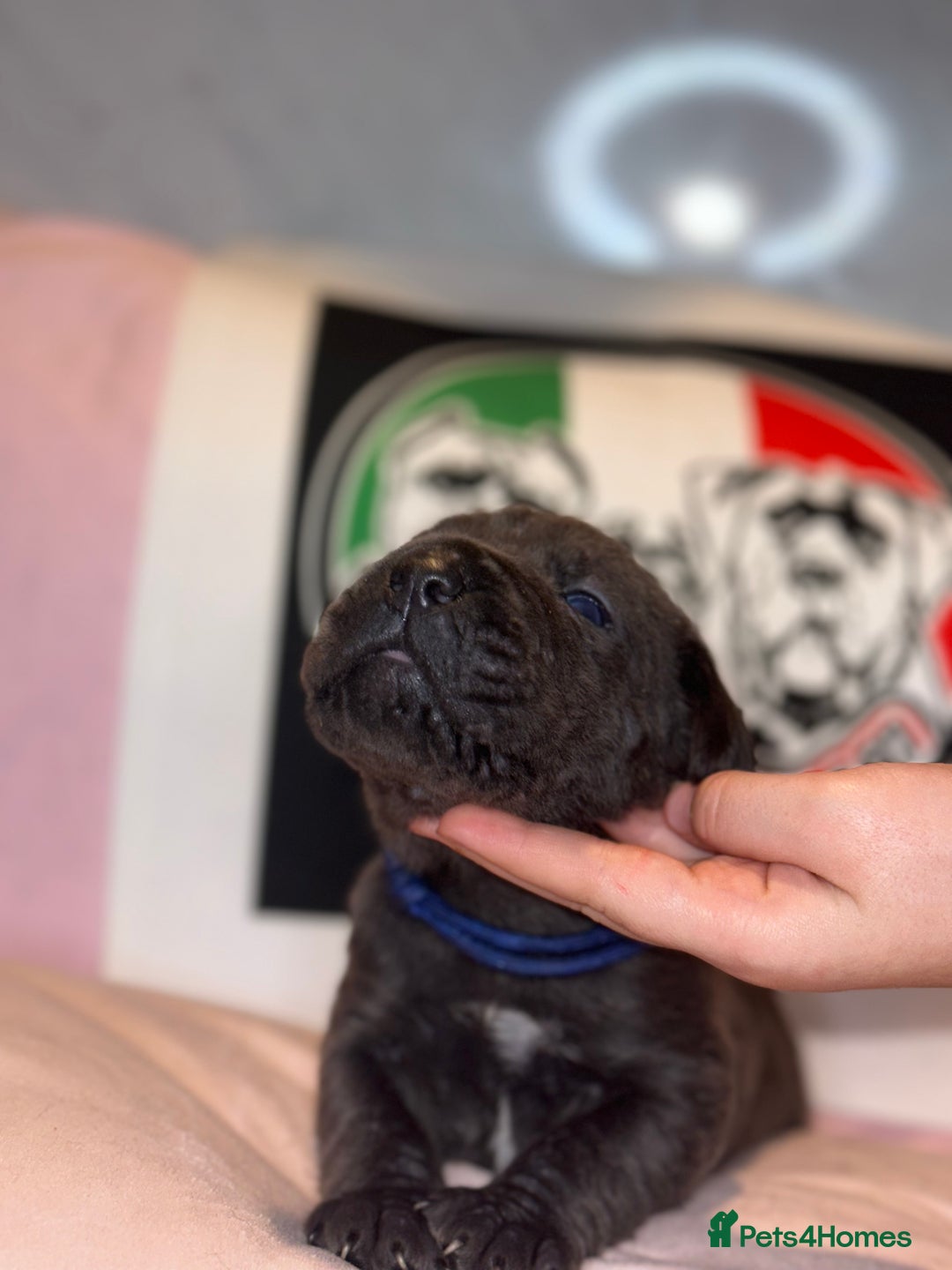 Cane Corso dogs for sale: Cane corso IKC/FCI  - Advert 9