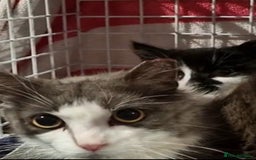 Mixed Breed cats for sale: Rescued kittens ***READ ADVERT*** - Advert 2