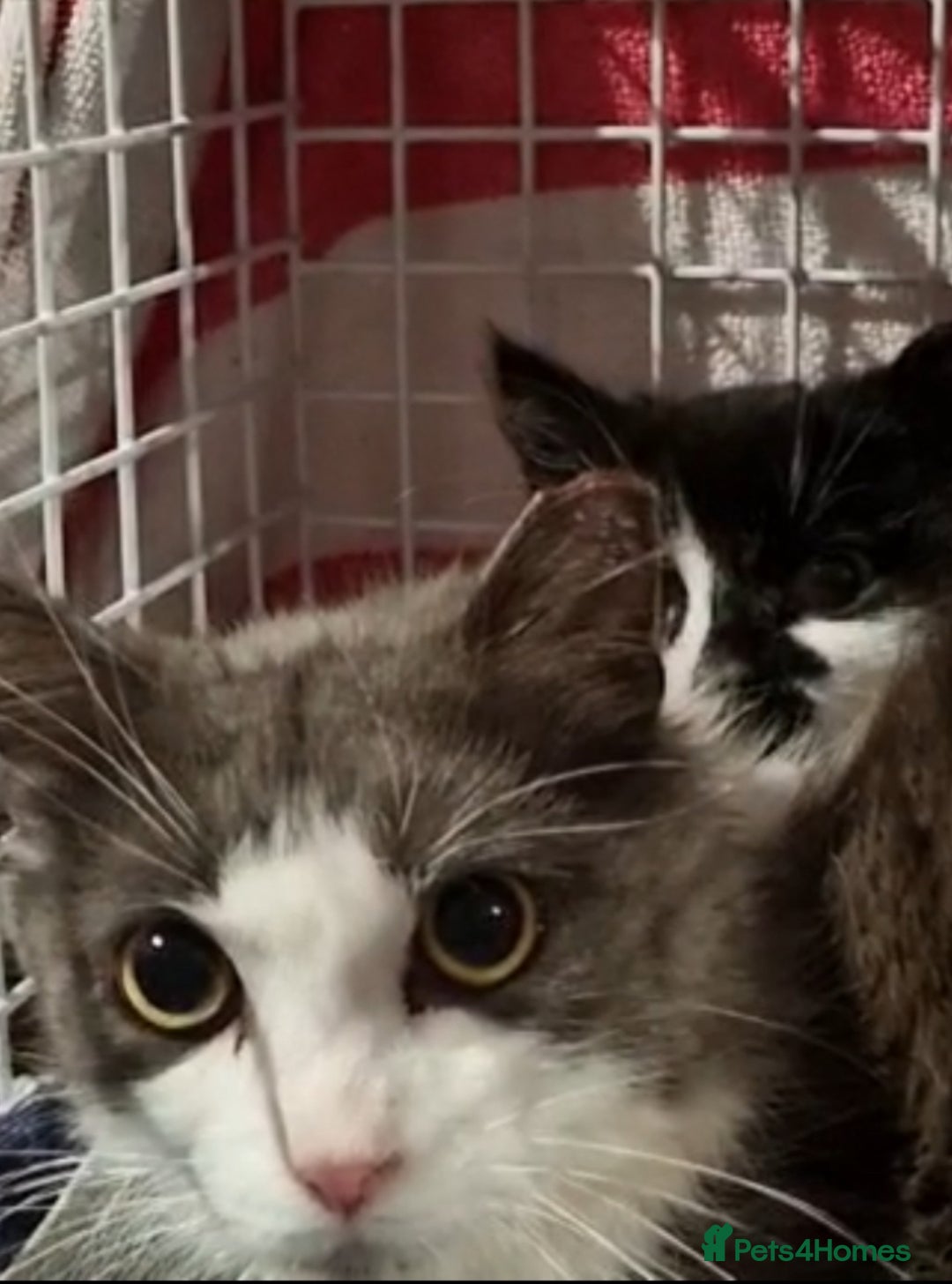 Mixed Breed cats for sale: Rescued kittens ***READ ADVERT*** - Advert 2