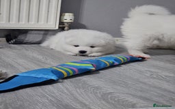 Samoyed dogs for sale: Beautiful Samoyed Puppies! ✨* - Image 23