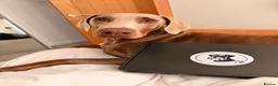Dobermann dogs for sale: 15 month old Doberman for sale  in Chesterfield - Advert 4
