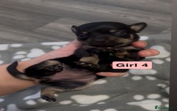Chihuahua dogs for sale: X7 chihuahua puppies  - Image 7