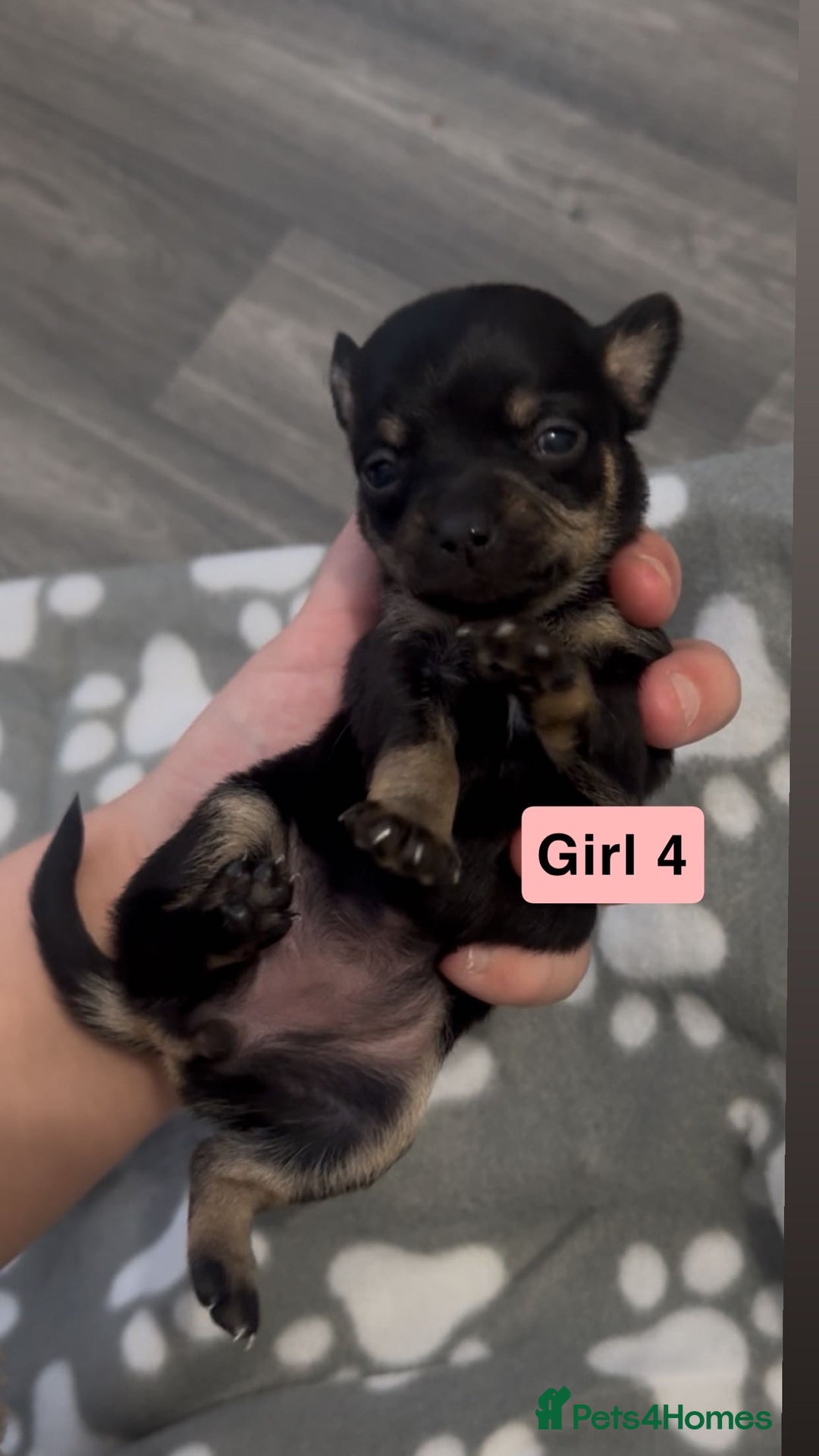 Chihuahua dogs for sale: X7 chihuahua puppies  - Image 7