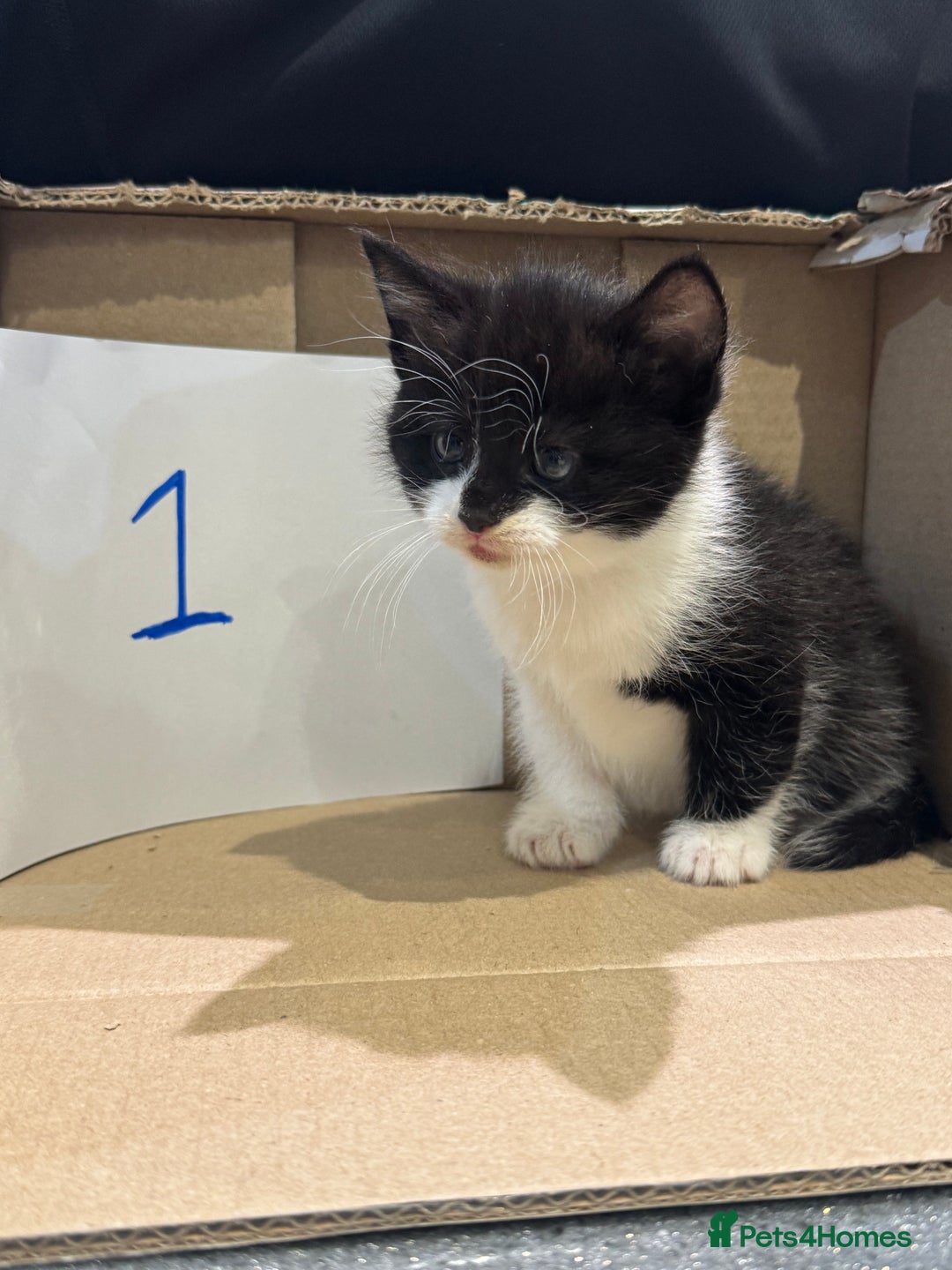 Mixed Breed cats for sale: British shorthair mix kittens  - Advert 12