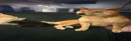 Japanese Shiba Inu dogs for sale: 3 beautiful Shiba puppies  - Advert 17