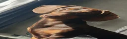 Miniature Dachshund dogs for sale: Chocolate and tan miniature dachshunds in Pontefract - Advert 9