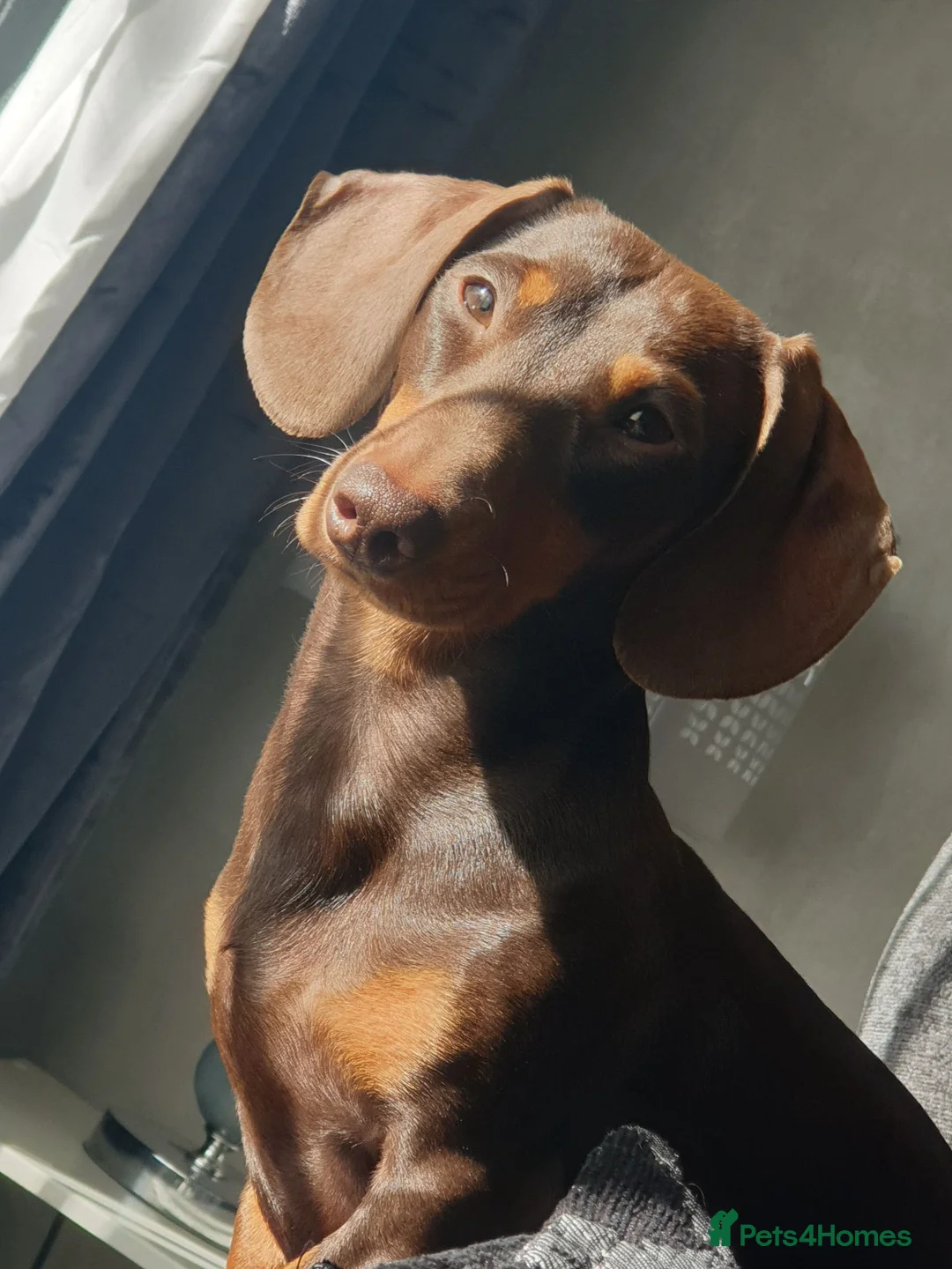 Miniature Dachshund dogs for sale: Chocolate and tan miniature dachshunds in Pontefract - Advert 9